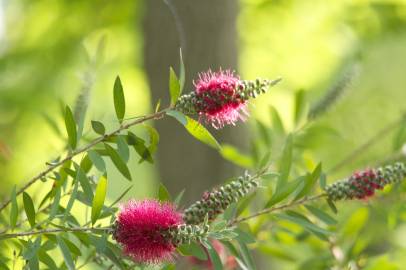 Fotografia da espécie Callistemon speciosus