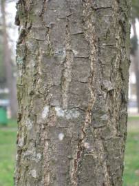 Fotografia da espécie Quercus coccinea