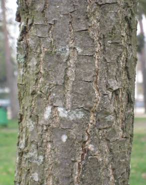 Fotografia 11 da espécie Quercus coccinea no Jardim Botânico UTAD