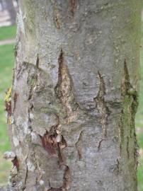 Fotografia da espécie Quercus coccinea