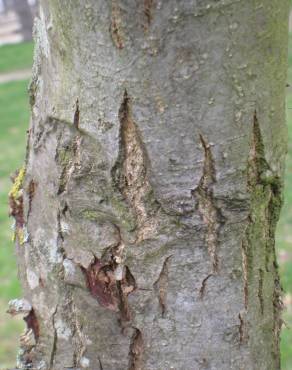 Fotografia 12 da espécie Quercus coccinea no Jardim Botânico UTAD