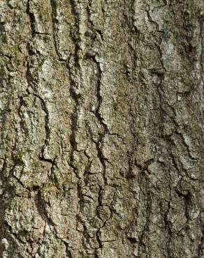 Fotografia 13 da espécie Quercus coccinea no Jardim Botânico UTAD