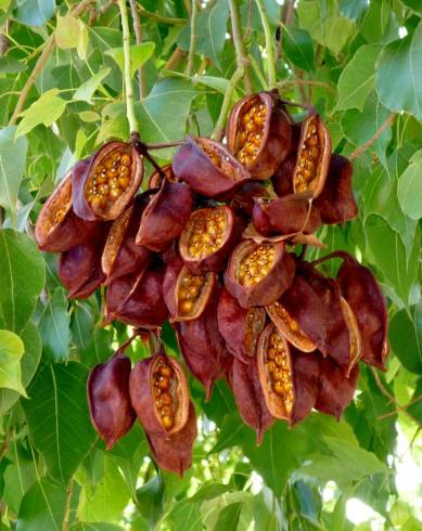 Fotografia de capa Brachychiton populneus - do Jardim Botânico