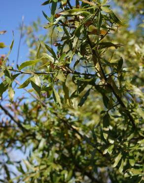 Fotografia 12 da espécie Quercus phellos no Jardim Botânico UTAD