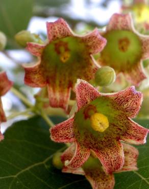 Fotografia 6 da espécie Brachychiton populneus no Jardim Botânico UTAD