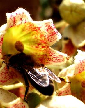 Fotografia 7 da espécie Brachychiton populneus no Jardim Botânico UTAD