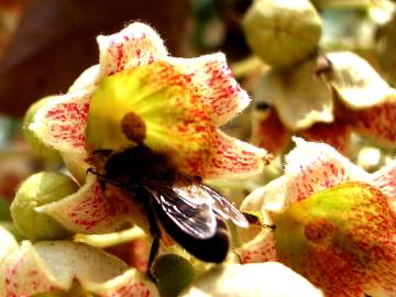 Fotografia da espécie Brachychiton populneus