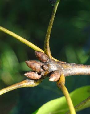 Fotografia 15 da espécie Quercus phellos no Jardim Botânico UTAD