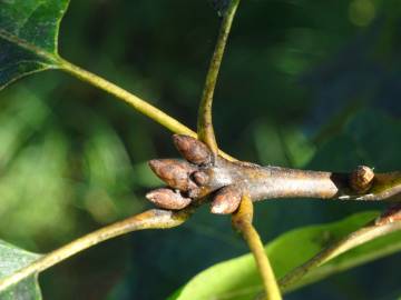 Fotografia da espécie Quercus phellos