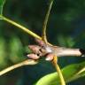 Fotografia 15 da espécie Quercus phellos do Jardim Botânico UTAD