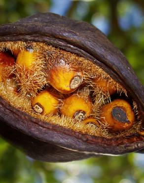 Fotografia 11 da espécie Brachychiton populneus no Jardim Botânico UTAD