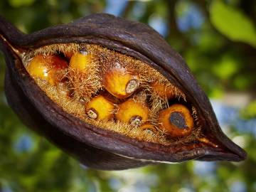 Fotografia da espécie Brachychiton populneus