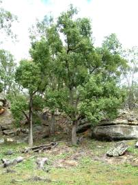 Fotografia da espécie Brachychiton populneus