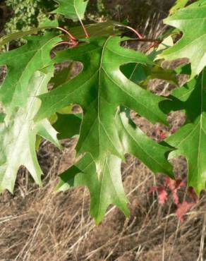 Fotografia 8 da espécie Quercus rubra no Jardim Botânico UTAD