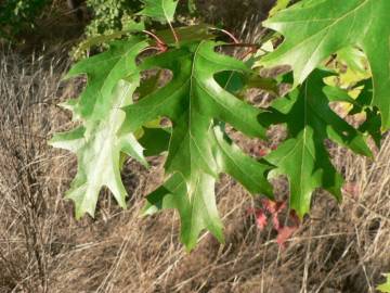 Fotografia da espécie Quercus rubra