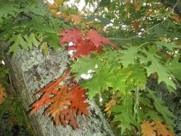 Fotografia da espécie Quercus rubra