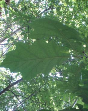 Fotografia 11 da espécie Quercus rubra no Jardim Botânico UTAD