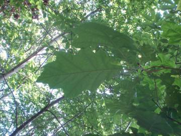 Fotografia da espécie Quercus rubra