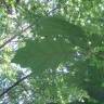 Fotografia 11 da espécie Quercus rubra do Jardim Botânico UTAD