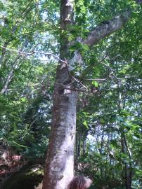 Fotografia da espécie Quercus rubra