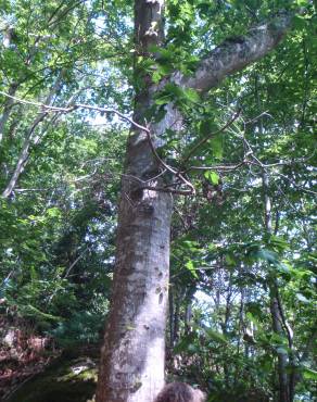 Fotografia 12 da espécie Quercus rubra no Jardim Botânico UTAD