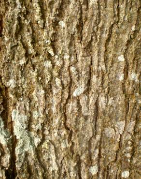 Fotografia 13 da espécie Quercus rubra no Jardim Botânico UTAD