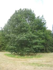 Fotografia da espécie Quercus rubra