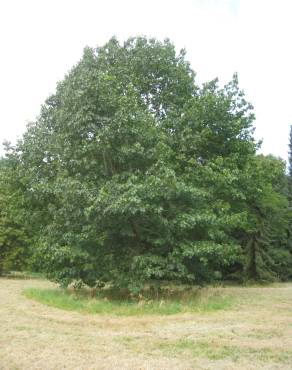 Fotografia 1 da espécie Quercus rubra no Jardim Botânico UTAD