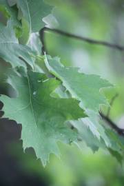 Fotografia da espécie Quercus rubra