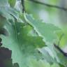 Fotografia 14 da espécie Quercus rubra do Jardim Botânico UTAD