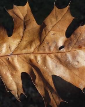 Fotografia 15 da espécie Quercus rubra no Jardim Botânico UTAD
