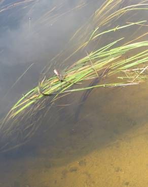 Fotografia 3 da espécie Vallisneria spiralis no Jardim Botânico UTAD