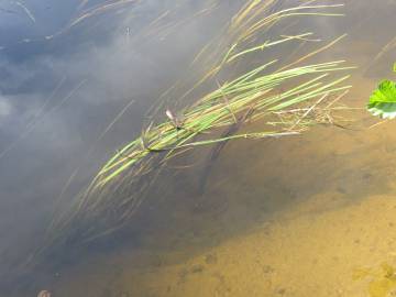 Fotografia da espécie Vallisneria spiralis