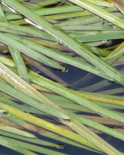 Fotografia da espécie Vallisneria spiralis