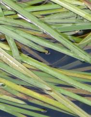 Vallisneria spiralis