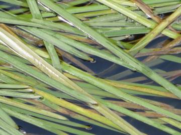 Fotografia da espécie Vallisneria spiralis