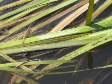 Fotografia da espécie Vallisneria spiralis