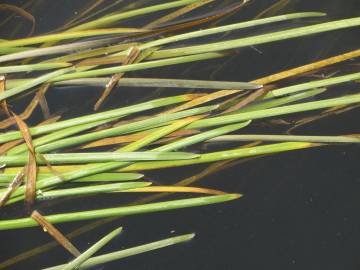 Fotografia da espécie Vallisneria spiralis