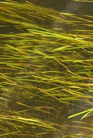 Fotografia da espécie Vallisneria spiralis