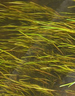 Fotografia 9 da espécie Vallisneria spiralis no Jardim Botânico UTAD