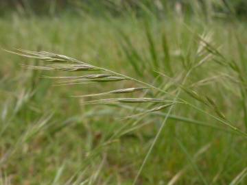 Fotografia da espécie Vulpia bromoides