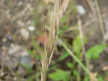 Fotografia da espécie Vulpia bromoides