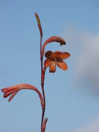 Fotografia da espécie Watsonia meriana