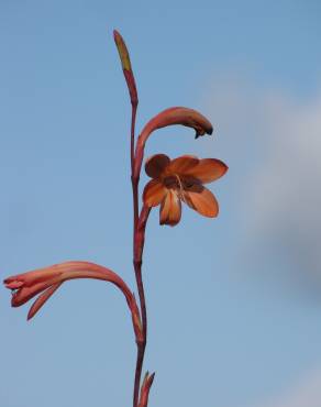 Fotografia 8 da espécie Watsonia meriana no Jardim Botânico UTAD