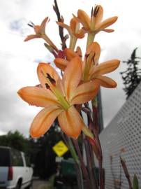 Fotografia da espécie Watsonia meriana