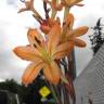 Fotografia 9 da espécie Watsonia meriana do Jardim Botânico UTAD