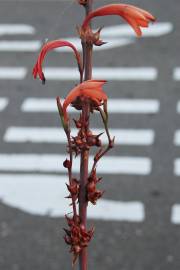 Fotografia da espécie Watsonia meriana