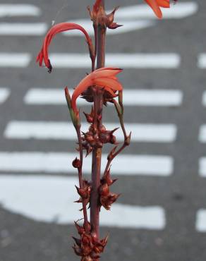 Fotografia 10 da espécie Watsonia meriana no Jardim Botânico UTAD