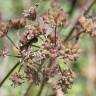 Fotografia 11 da espécie Torilis japonica do Jardim Botânico UTAD