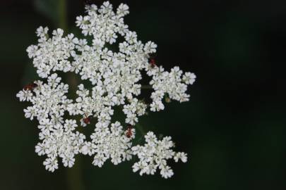 Fotografia da espécie Torilis japonica